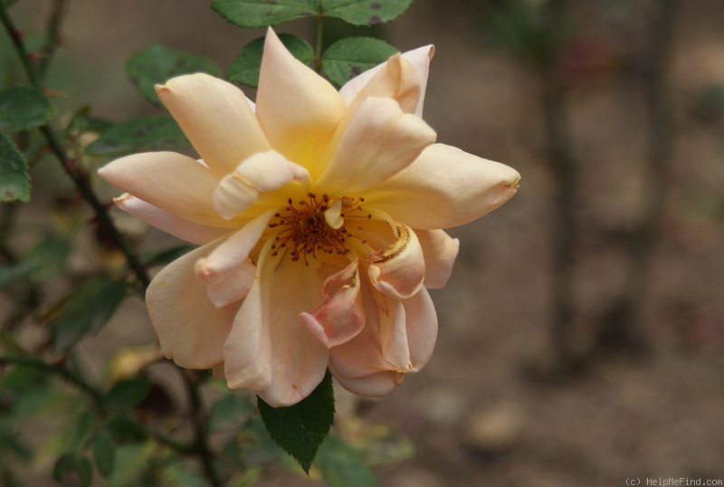 'Lady Elphinstone (hybrid tea, Dobbie, 1921)' rose photo