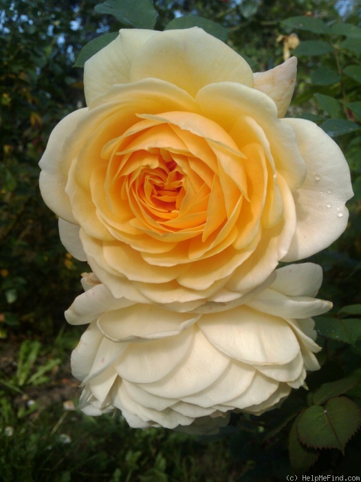 'Teasing Georgia' rose photo