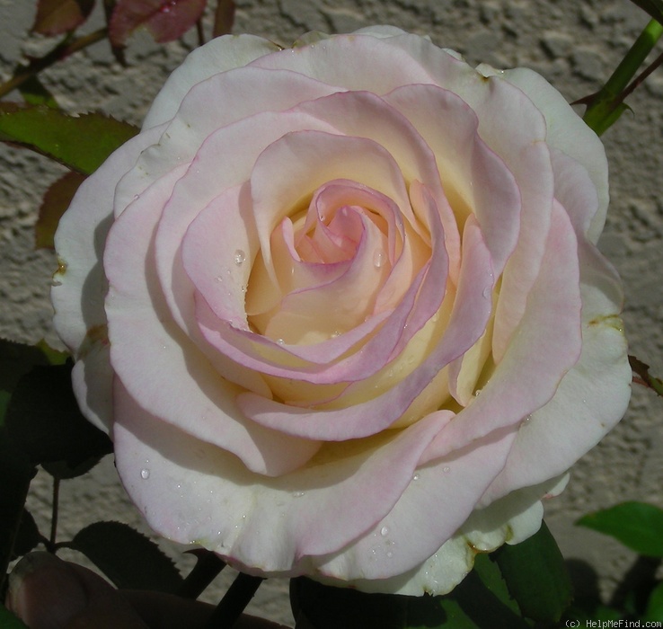 'Moonstone ™ (Hybrid Tea, Carruth 1998)' rose photo