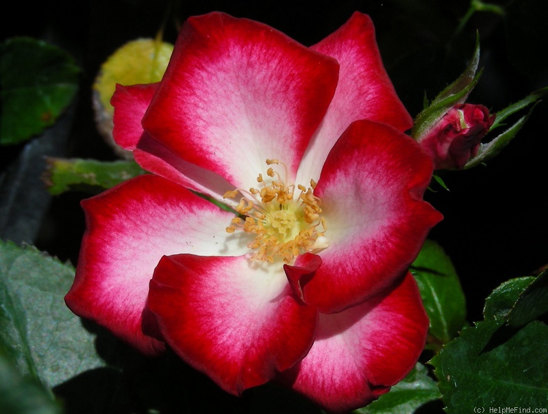 'Glamour Girl (mini-flora, Clements 1992)' rose photo