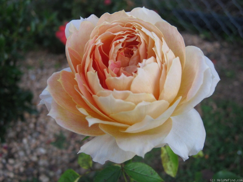 'Caramel Antike Freelander ®' rose photo