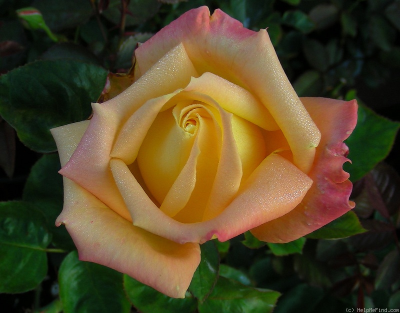 'Hondo (hybrid tea, Perry, 1998)' rose photo