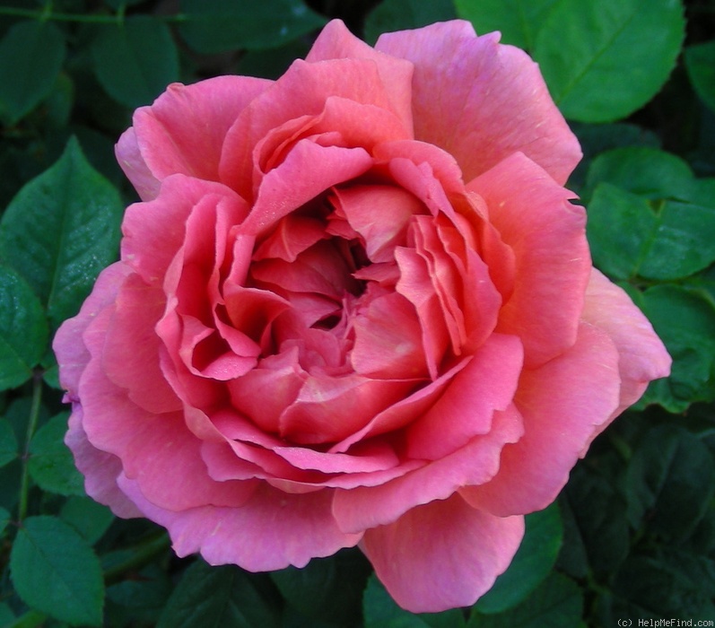 'The Endeavour' rose photo