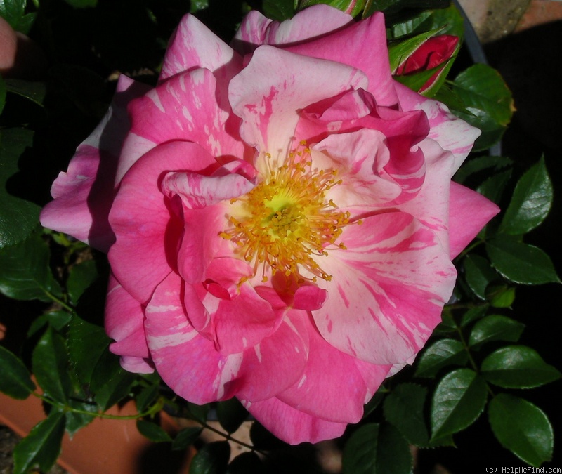 'Flamingo Dancer' rose photo