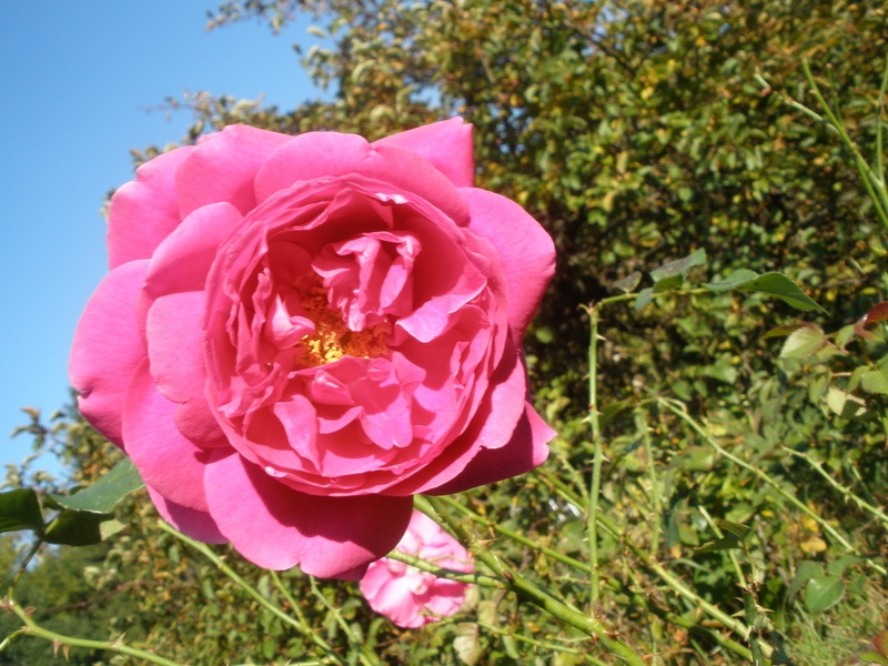 'Grande Dame' rose photo
