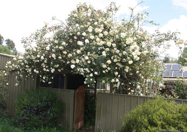 'Climbing Devoniensis' rose photo