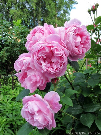 'Mary Rose ®' rose photo