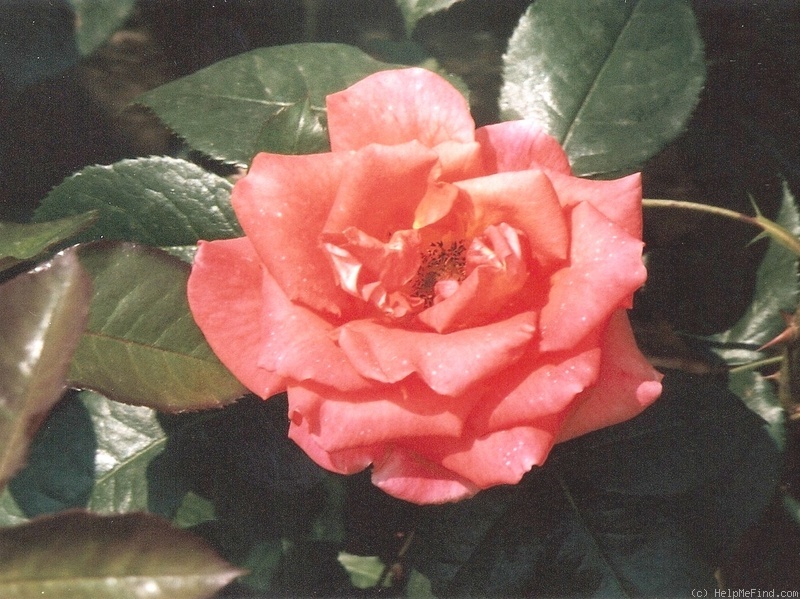 'Monica (hybrid tea, Evers/Tantau, 1985)' rose photo