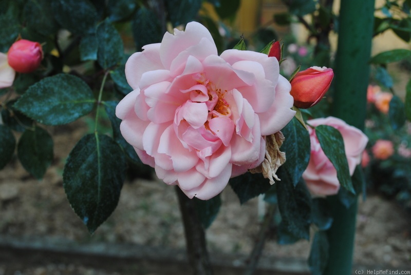 'Jean Guichard' rose photo