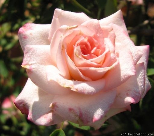 'Manteo' rose photo