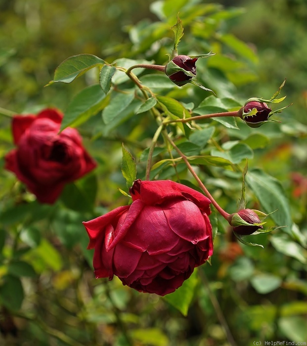 'Rhode Island Red' rose photo