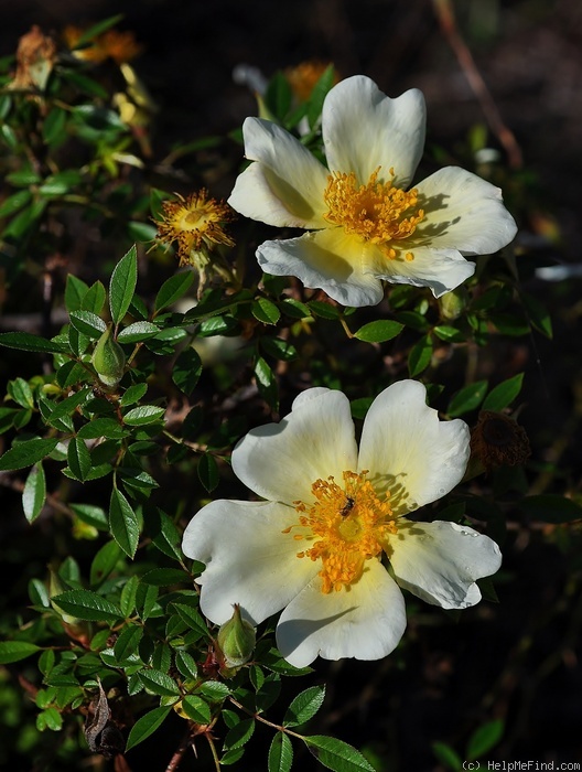 'Happenstance' rose photo