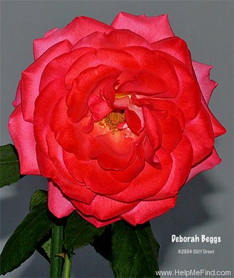 'Deborah Beggs' rose photo