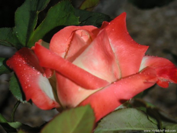 'Impératrice Farah ®' rose photo