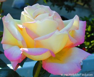 'Peace (hybrid tea, Meilland 1935)' rose photo