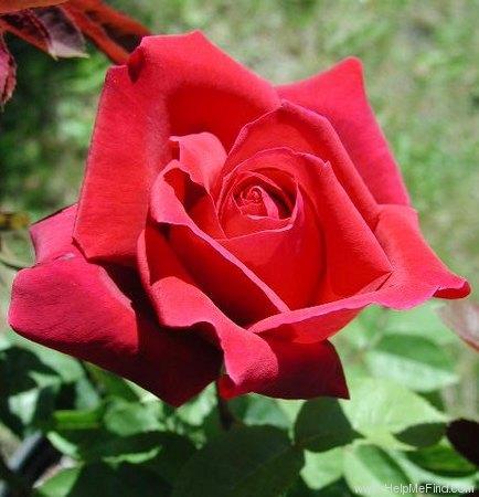 'Olympiad ™ (hybrid tea, McGredy 1972)' rose photo