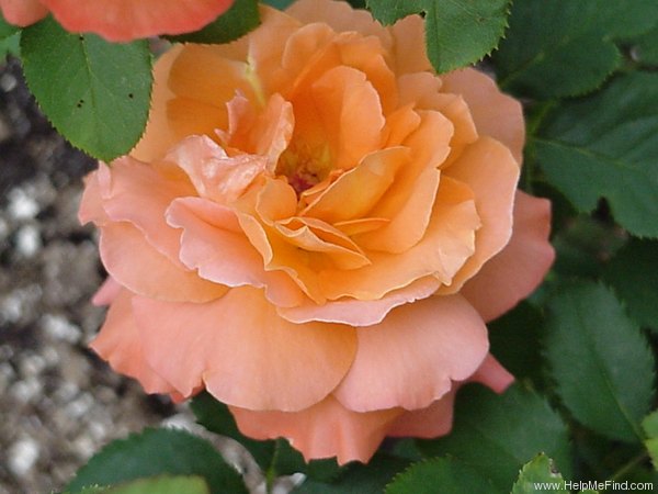 'Outrageous ™' rose photo