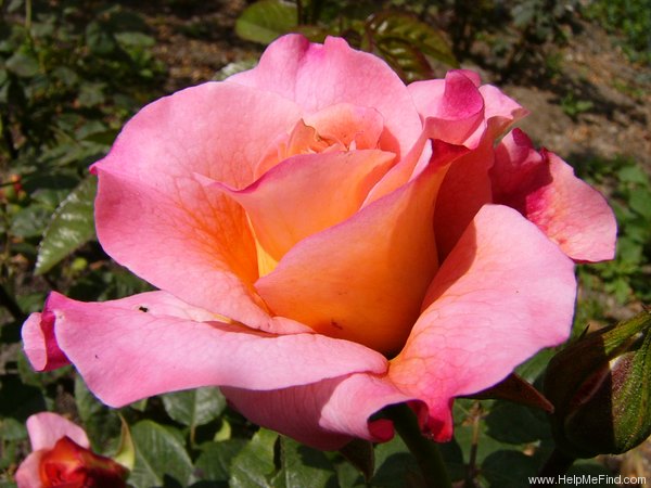 'Augusta Luise ® (Hybrid Tea, Evers, 1999)' rose photo