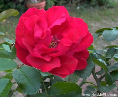 'Colossal Meidiland' rose photo