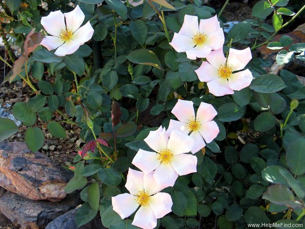 'Irish Elegance' rose photo