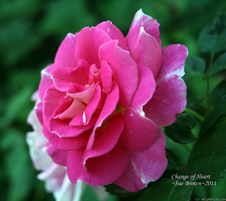 'Change Of Heart ™' rose photo