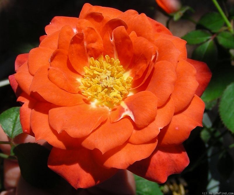 'Torch of Liberty' rose photo