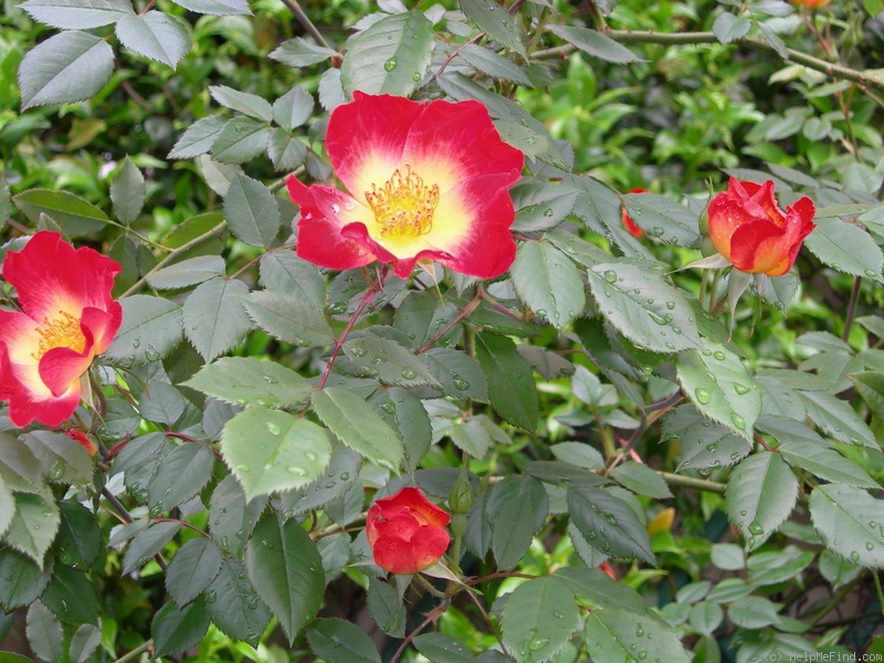 'Cocktail ® (shrub/climber, Meilland 1957)' rose photo