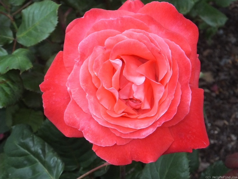 'Artistry' rose photo