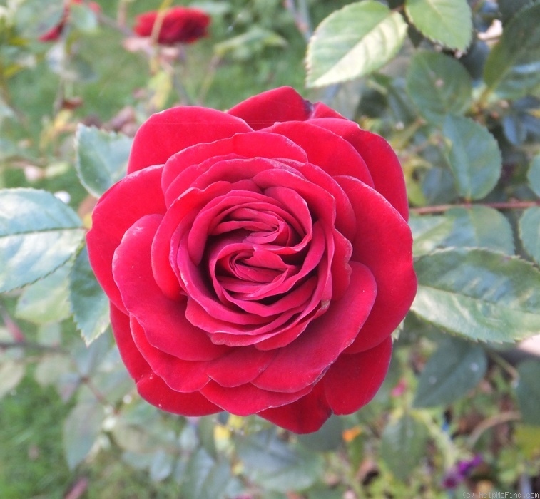 'Daniela Kordana ®' rose photo