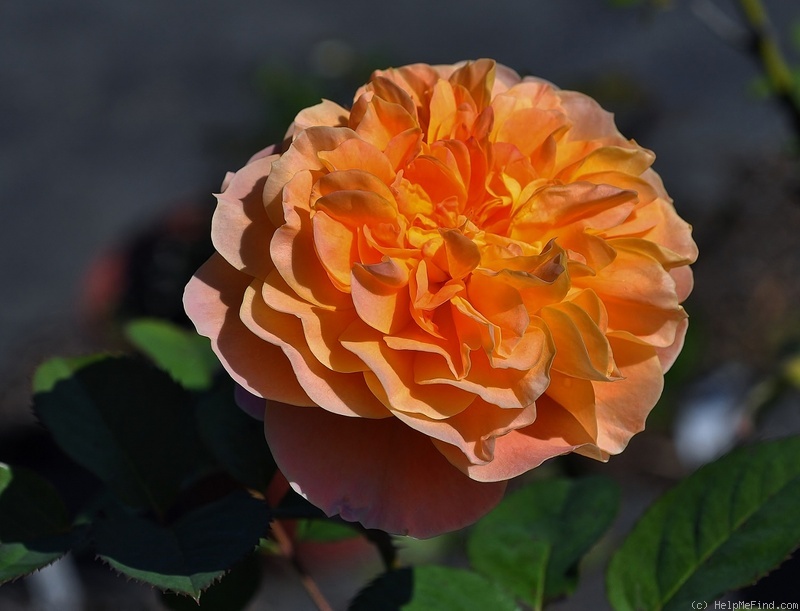 'The Impressionist ™ (shrub, Clements 2000)' rose photo