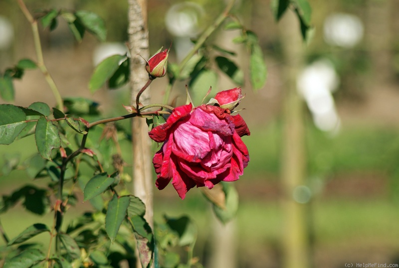 'Stella di Bologna' rose photo