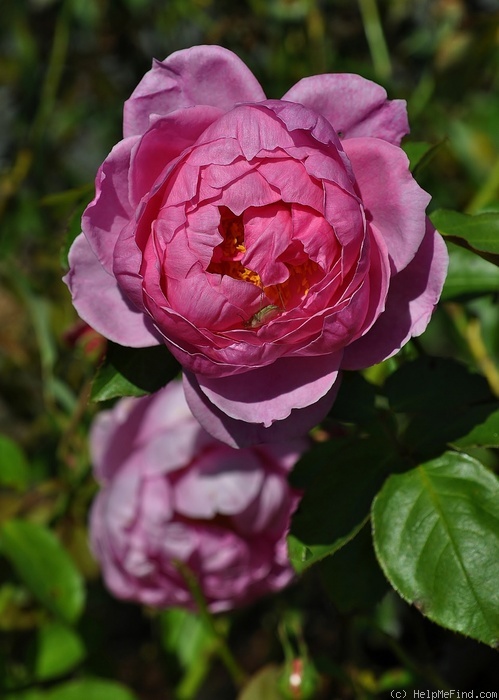 'Heather Austin' rose photo