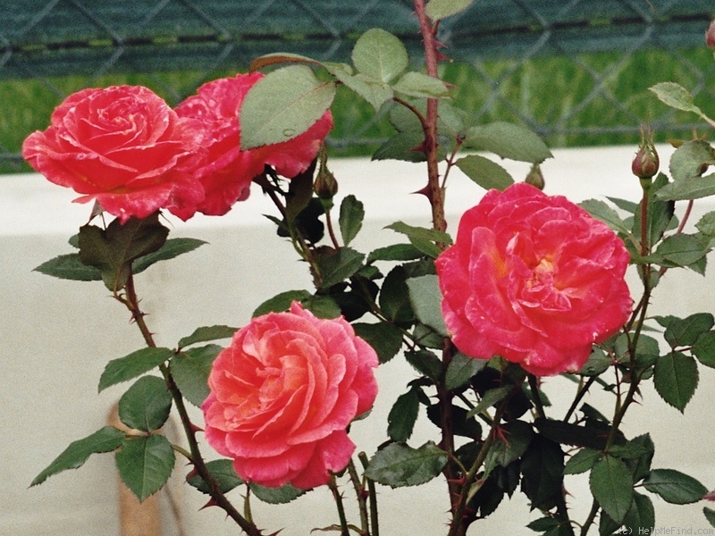 'Freude ® (hybrid tea, Kordes, 1974)' rose photo