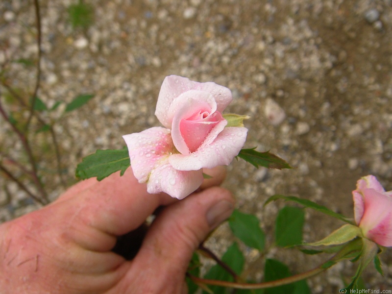 'Spray Cécile Brunner' rose, click to enlarge 'Spray Cécile Brunner' rose photo