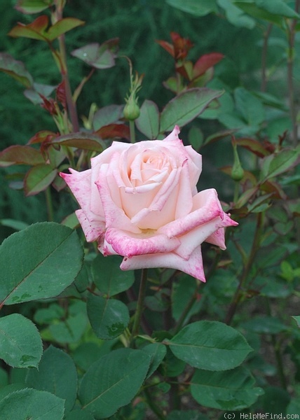 'Lady Diana (hybrid tea, 2000)' rose photo