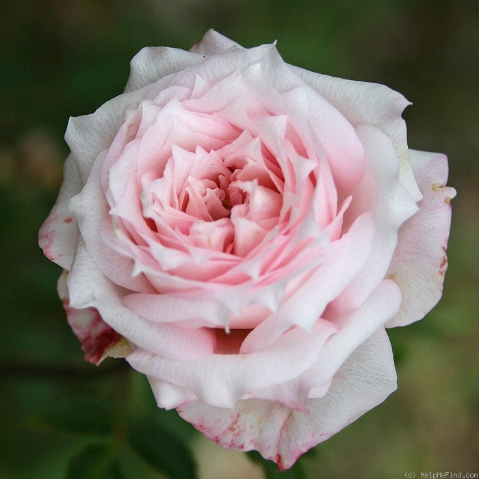 'Choo-Choo Centennial' rose photo
