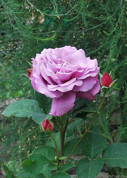 'Saint-Exupery ® (hybrid tea, Delbard-Chabert, 1960)' rose photo
