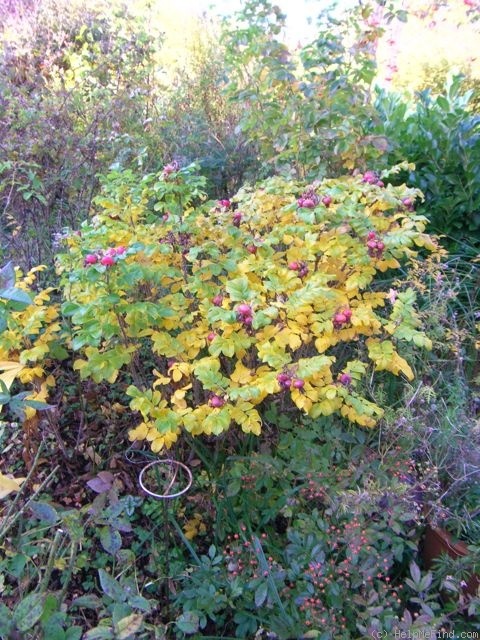 'Moje Hammarberg' rose photo