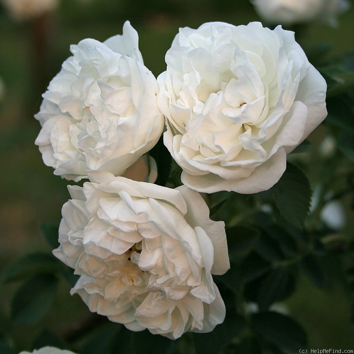 'Alba Suaveolens' rose photo