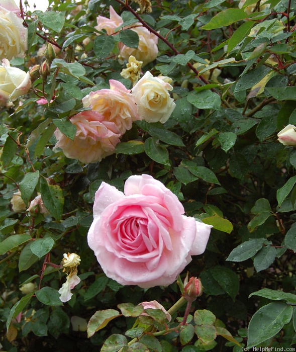 'Madame Wagram, Comtesse de Turenne' rose photo