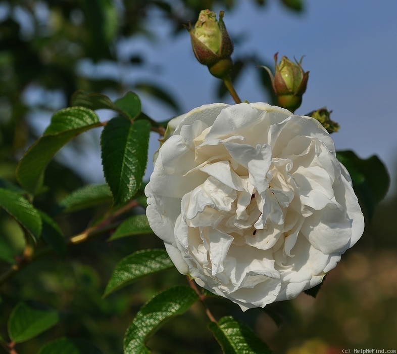 'Snowdon (hybrid rugosa, Austin, 1988)' rose photo