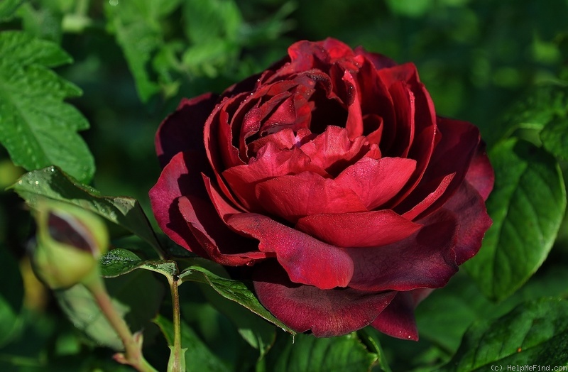 'Astrid Gräfin von Hardenberg' rose, click to enlarge 'Astrid Gräfin von Hardenberg' rose photo