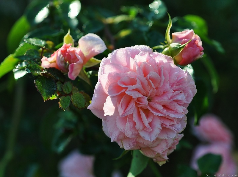 'Pirouette ™ (climber, Olesen 2002)' rose photo