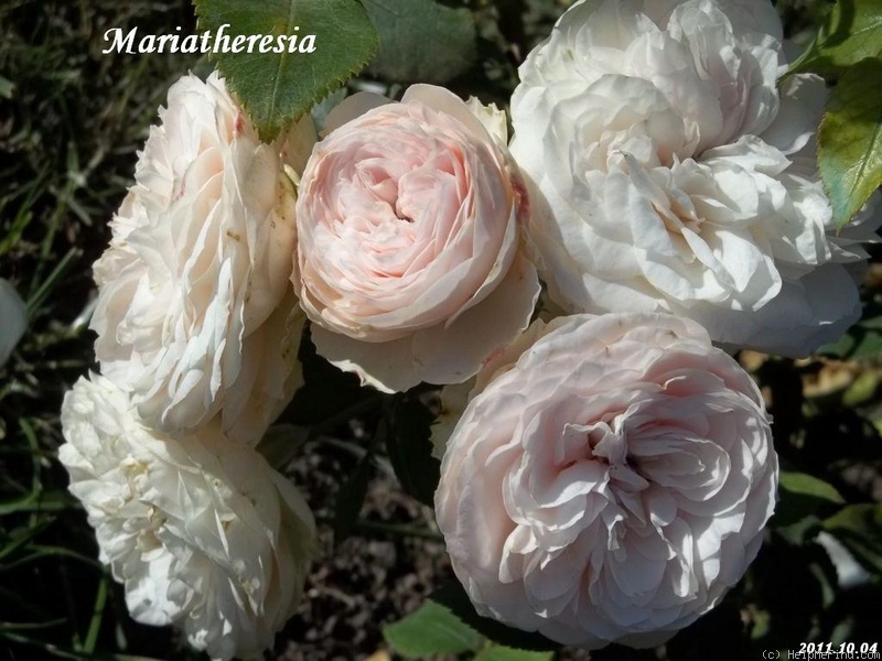 'Mariatheresia ®' rose photo