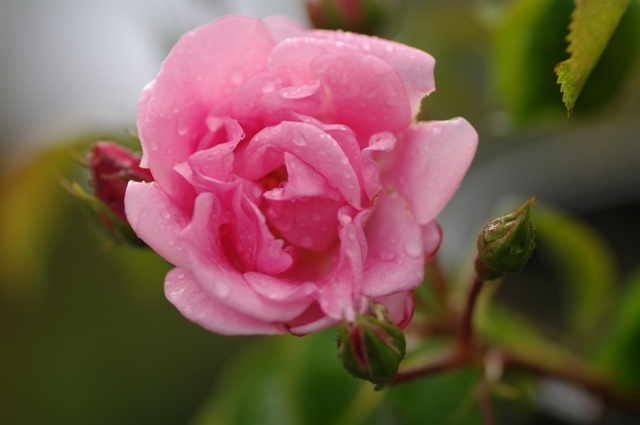 'Bubbles (Groundcover, Fryer, 1998)' rose photo