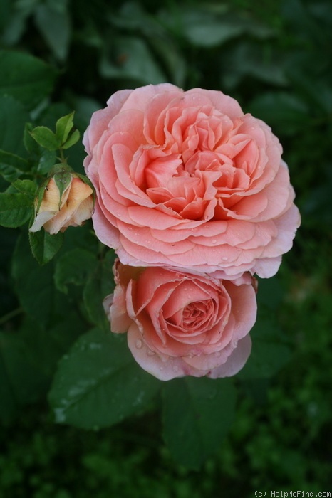 'Francis Blaise ®' rose photo