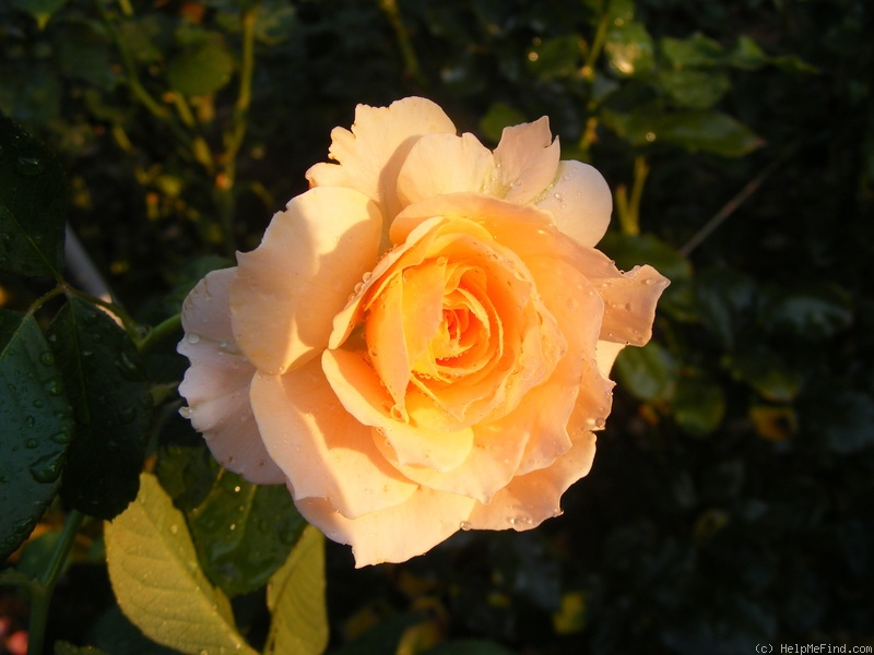 'Marjorie Marshall' rose photo