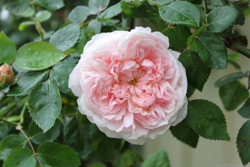 'St. Swithun ' Rose Photo