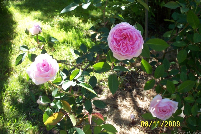 'Blairii II' rose photo