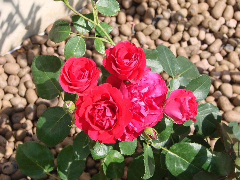 'Negresco ®' rose photo